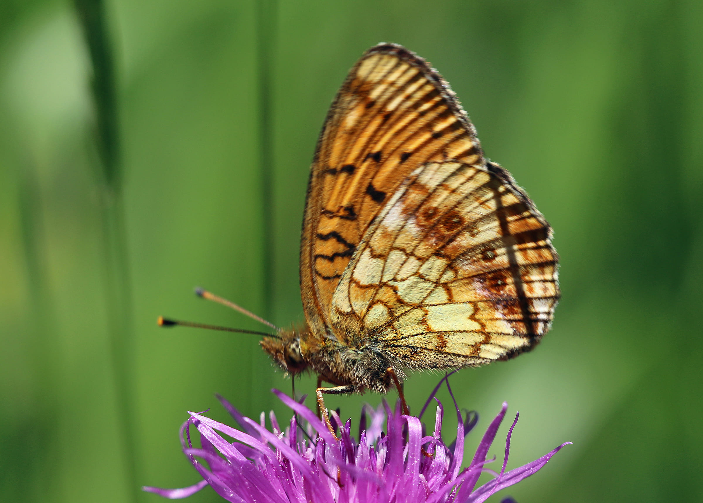 Un papillon sur une fleur