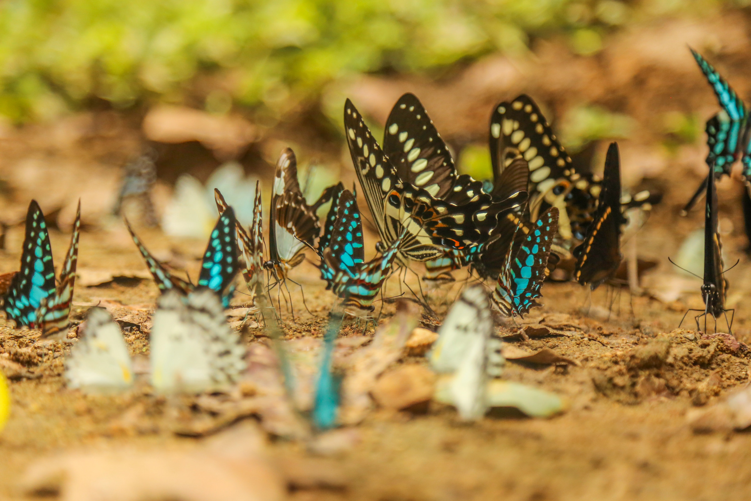 Des papillons