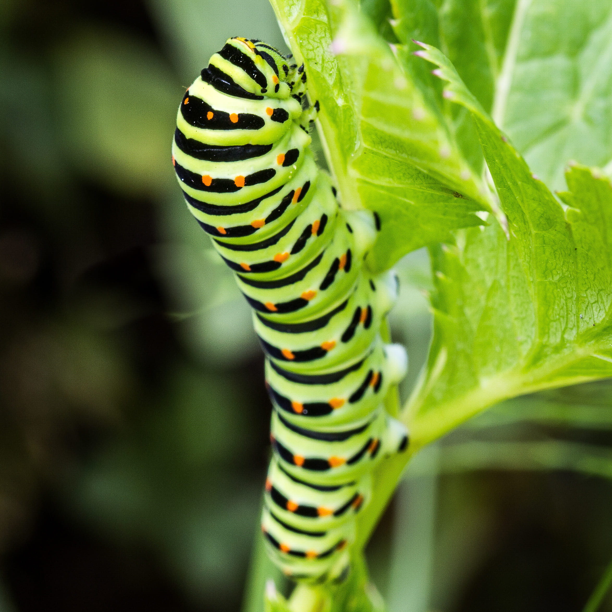 Chenille de Machaon ou Grand porte-queue