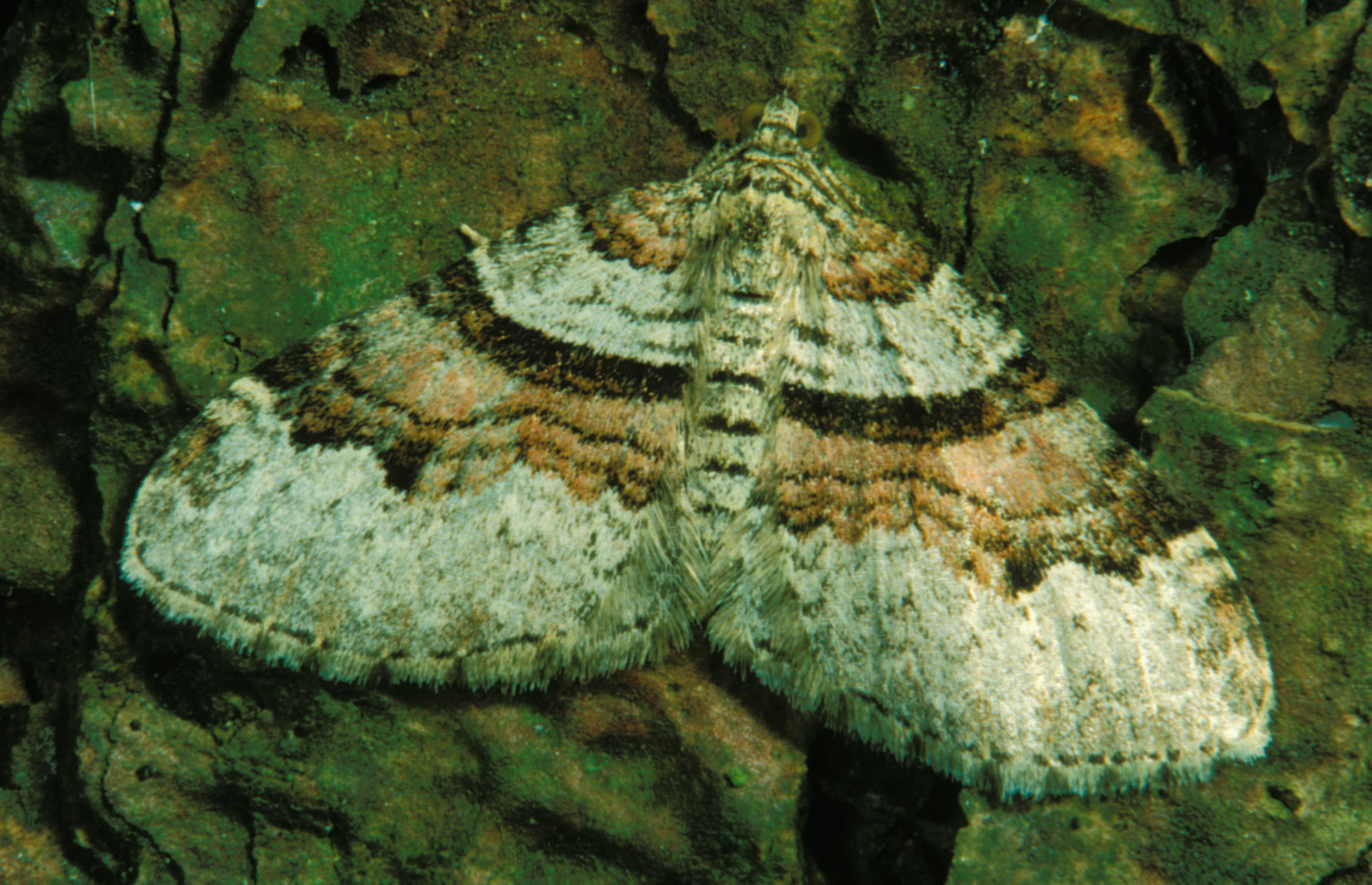 Geometridae