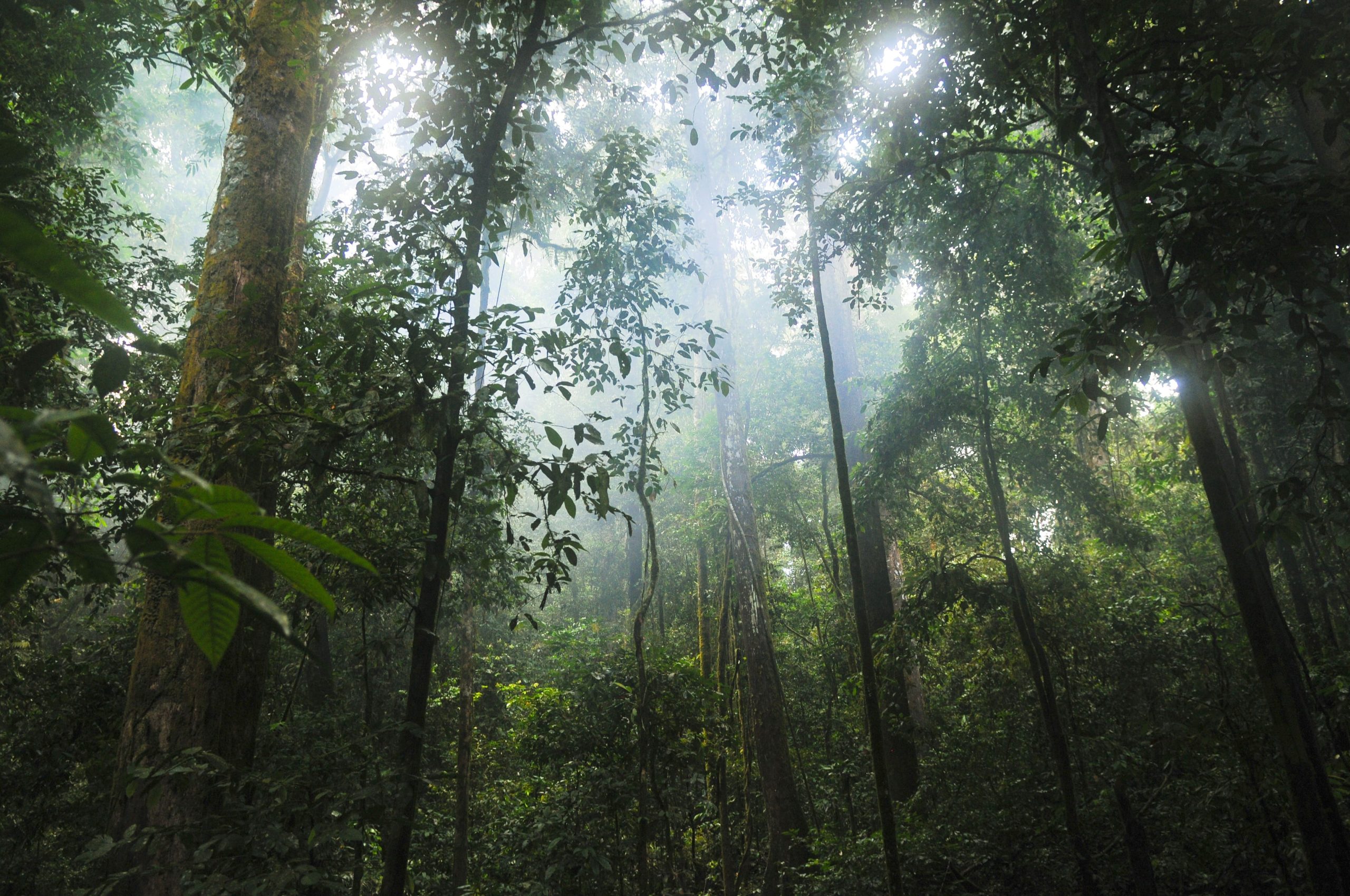 Forêt tropicale humide
