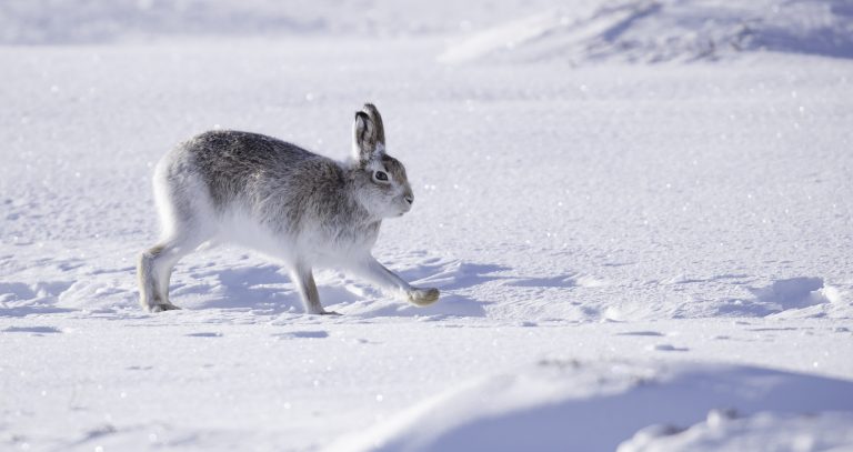 Schneehase