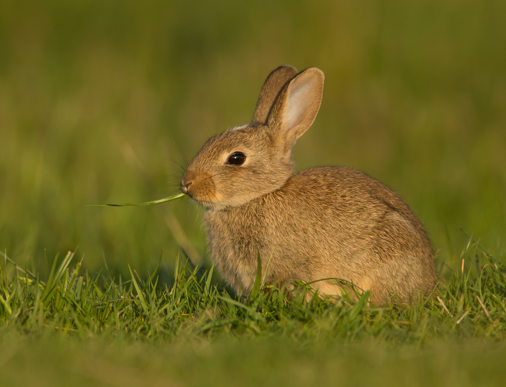 Un lapin commun, ou lapin de Garenne