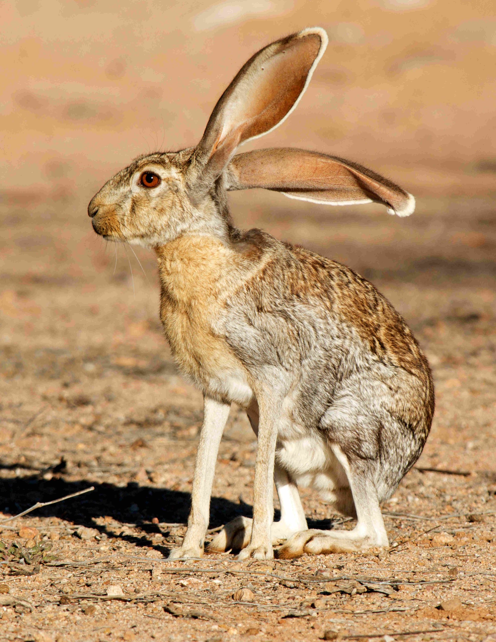 Lièvre antilope (Lepus alleni)