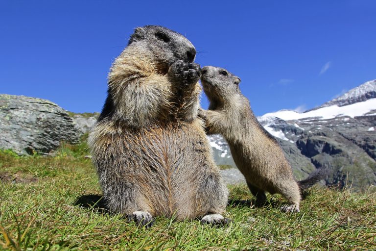 Une marmotte avec son petit