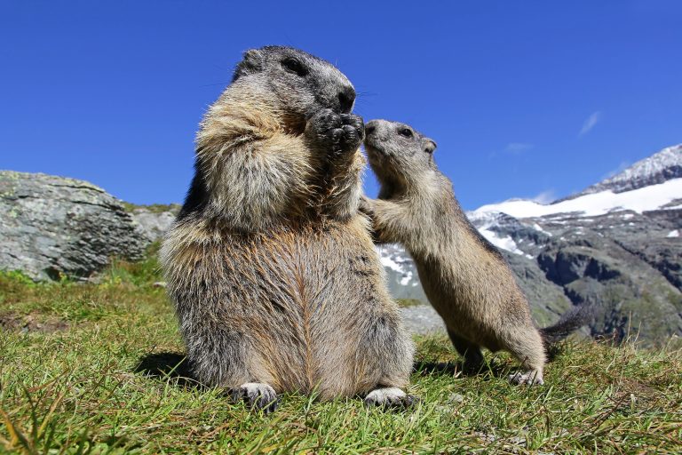 Marmotta con cucciolo