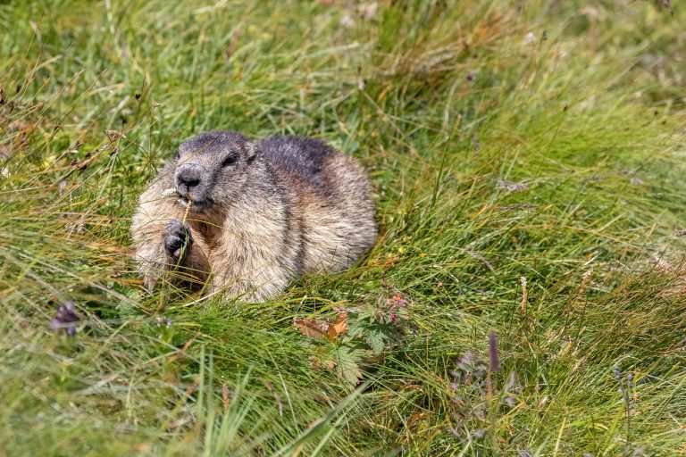 Alpenmurmeltier im Gras