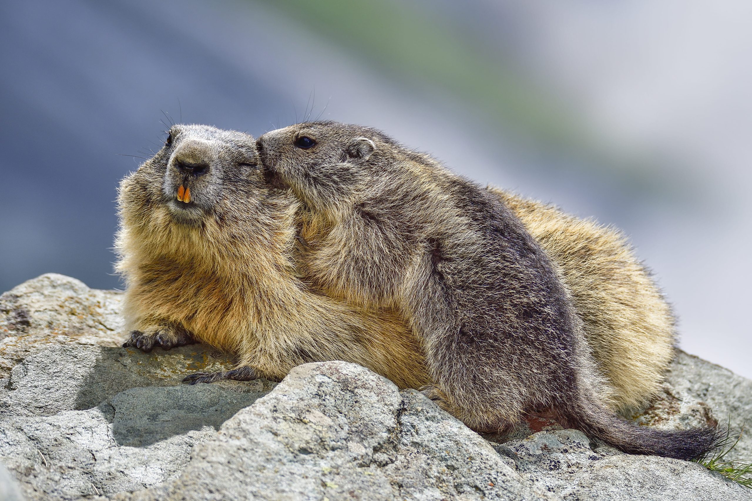 Alpenmurmeltiere bei der Fellpflege