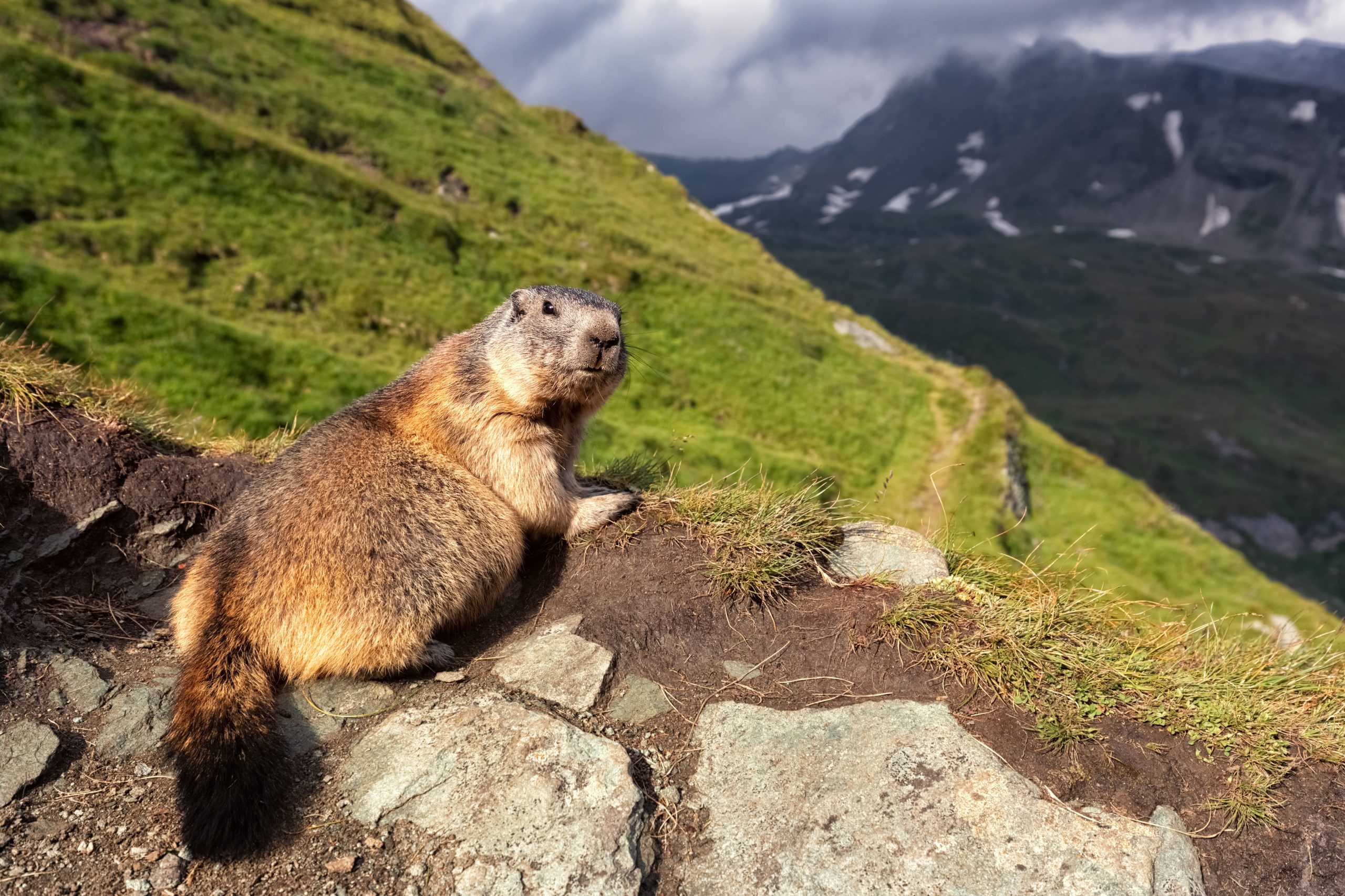 Marmotte alpine