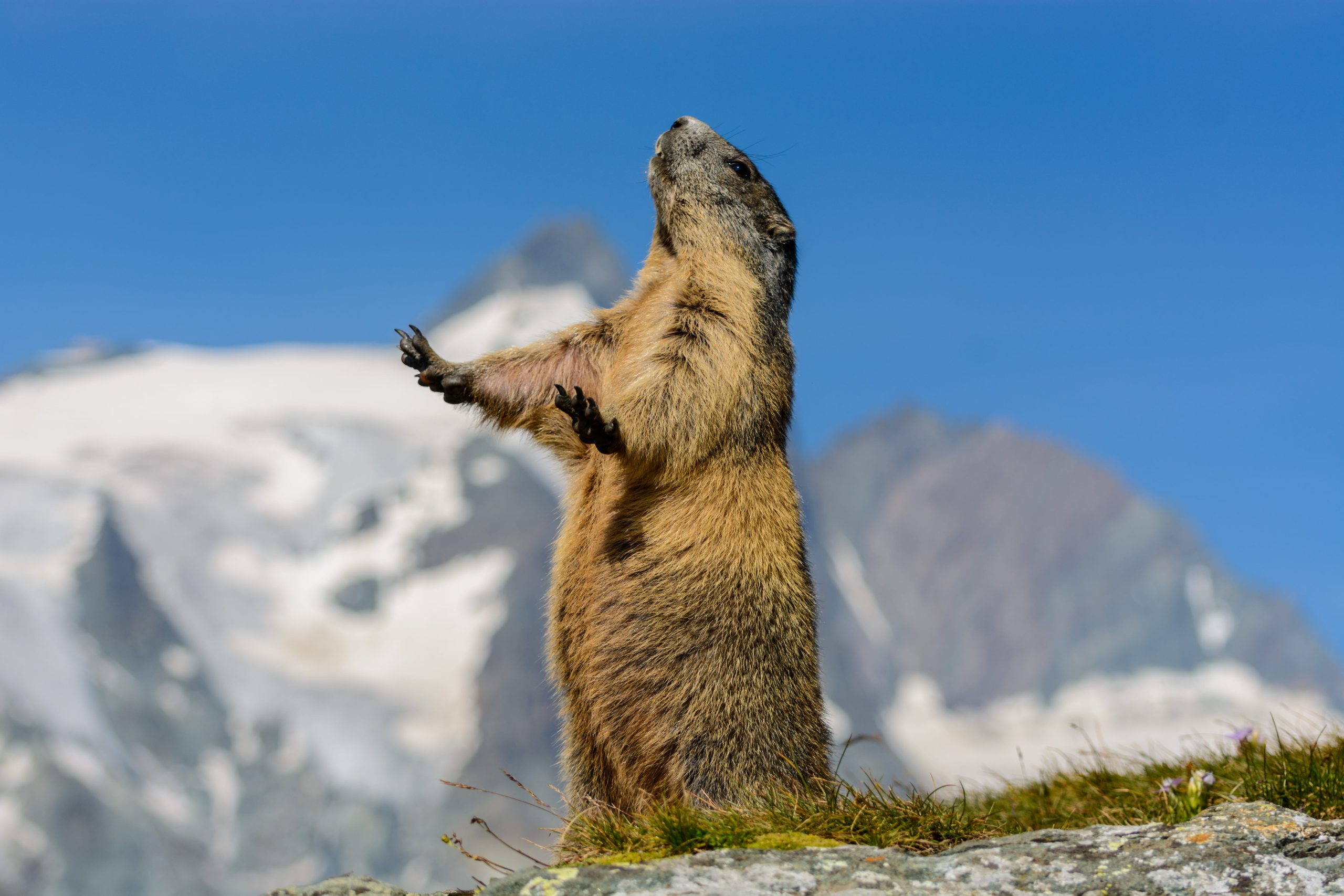 Marmotta