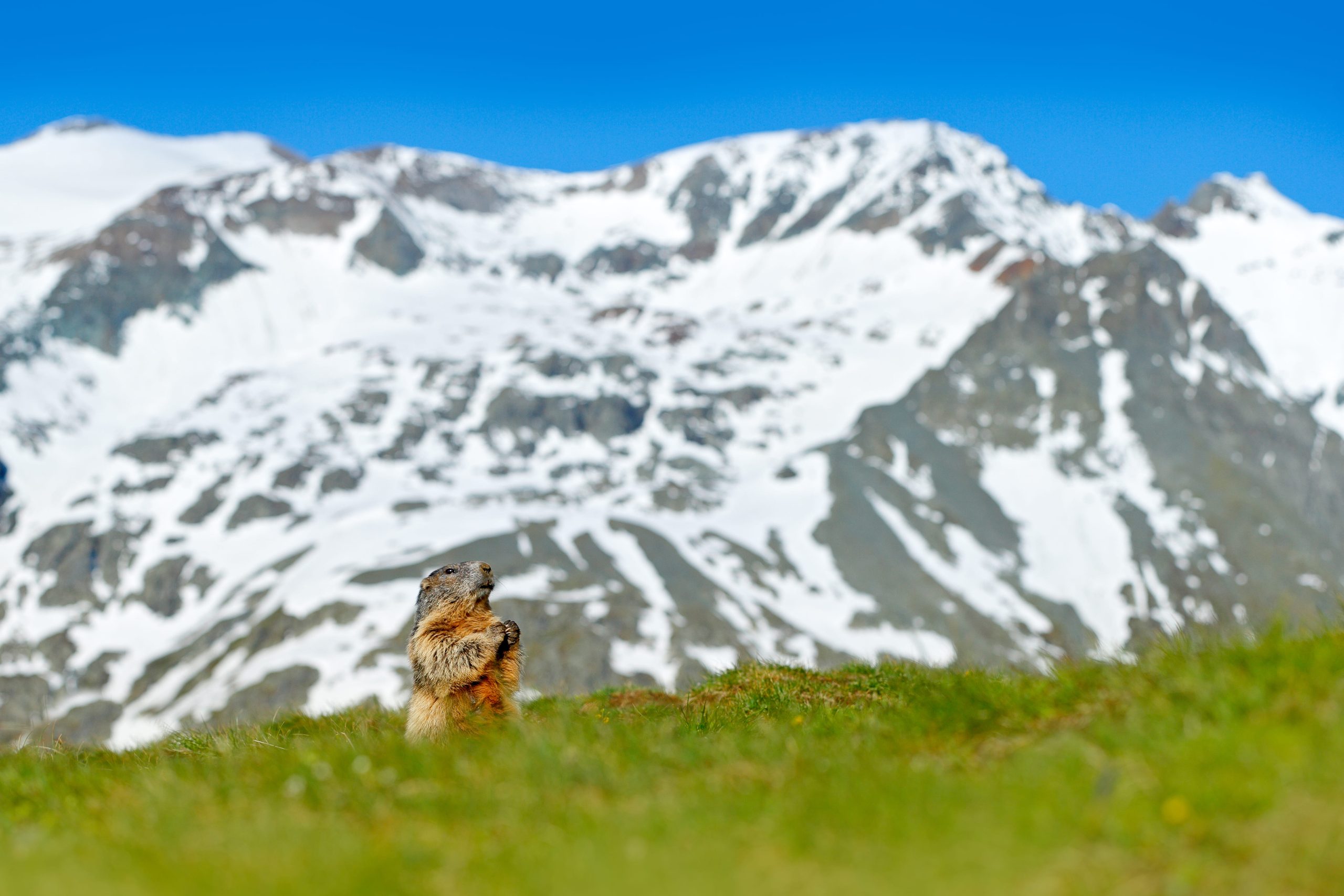 Alpenmurmeltier