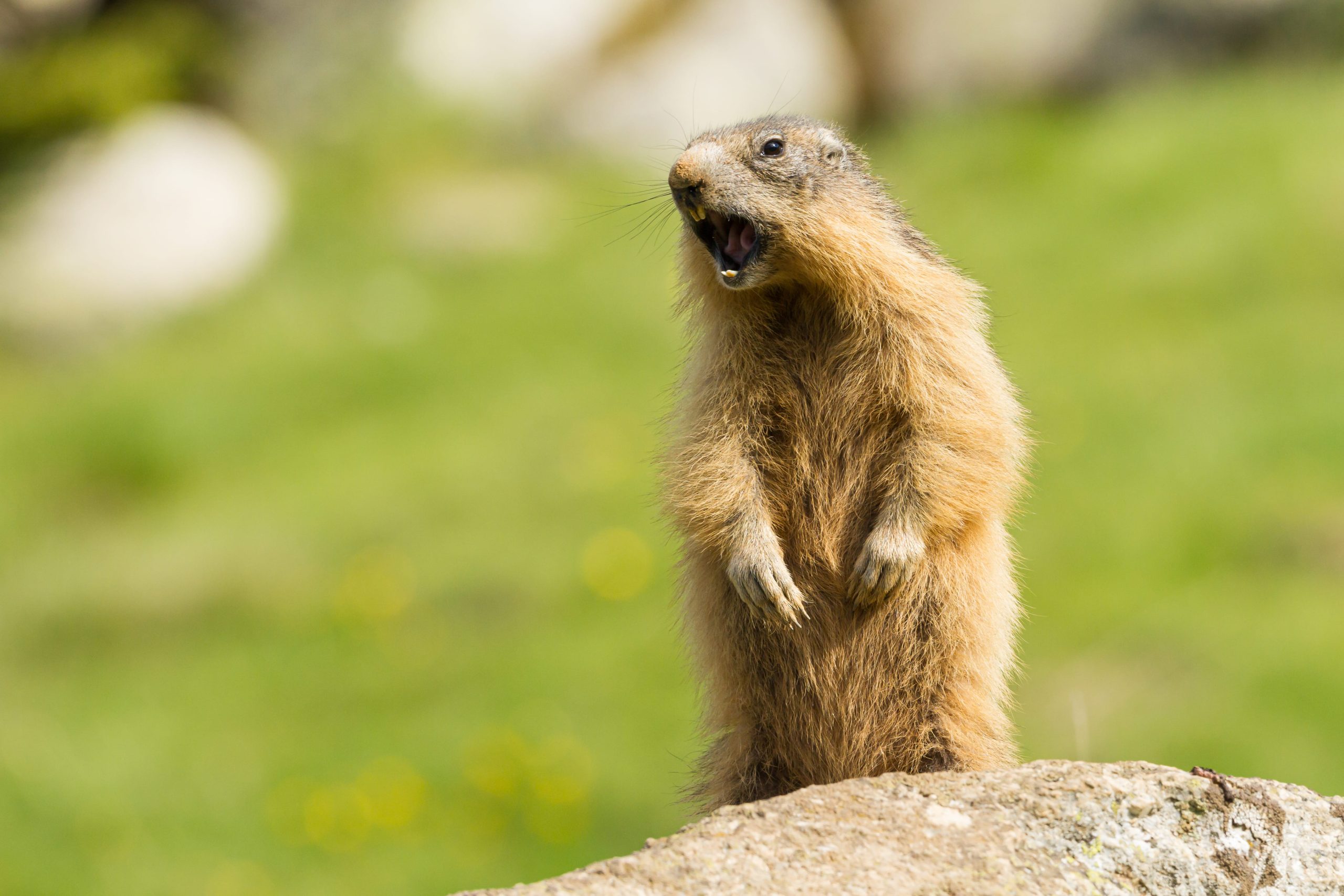 Marmotta