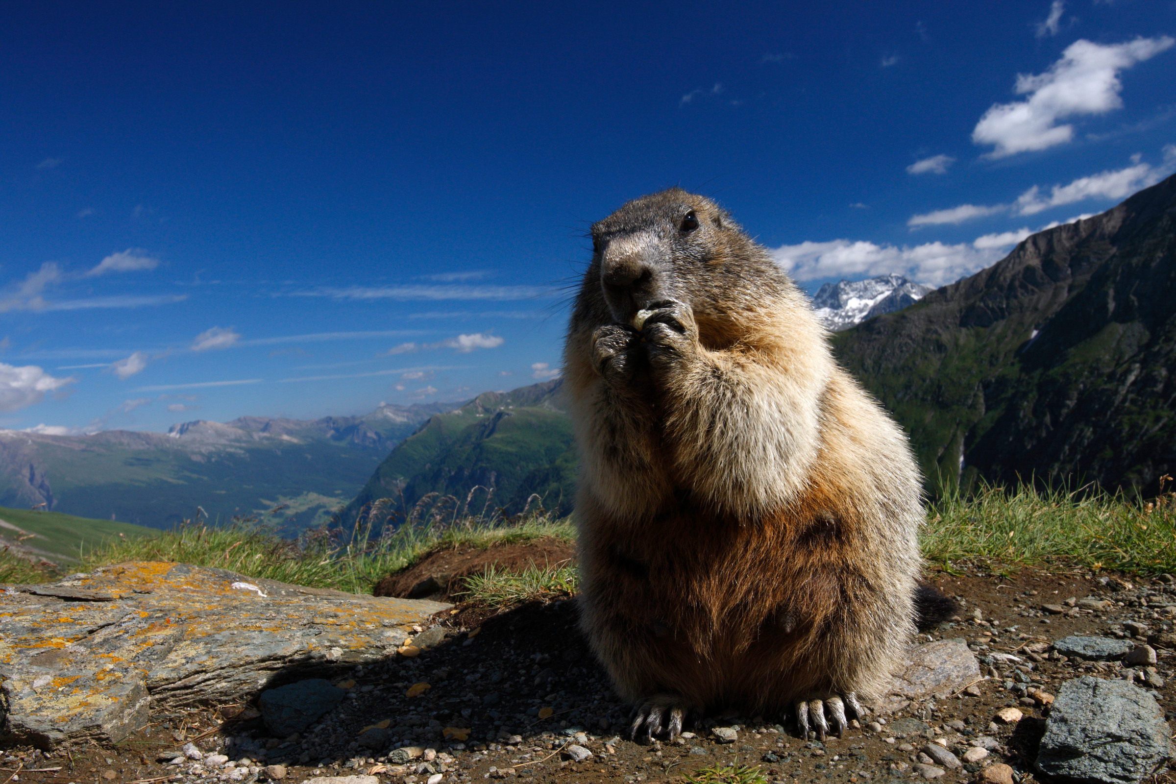 Une marmotte