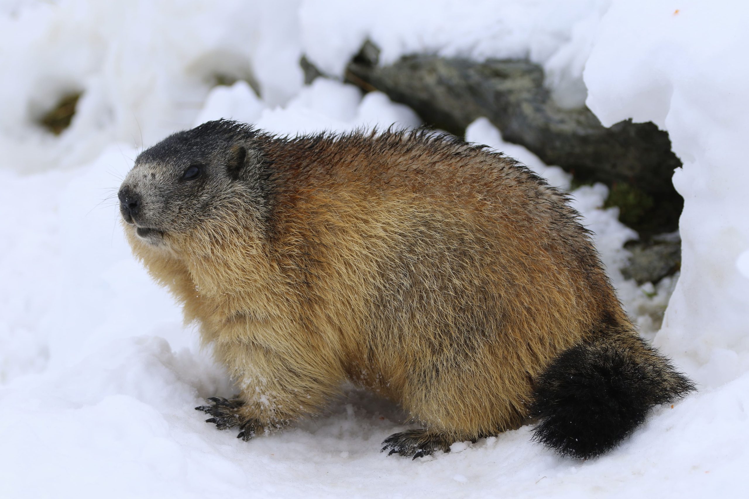 Alpenmurmeltier im Schnee