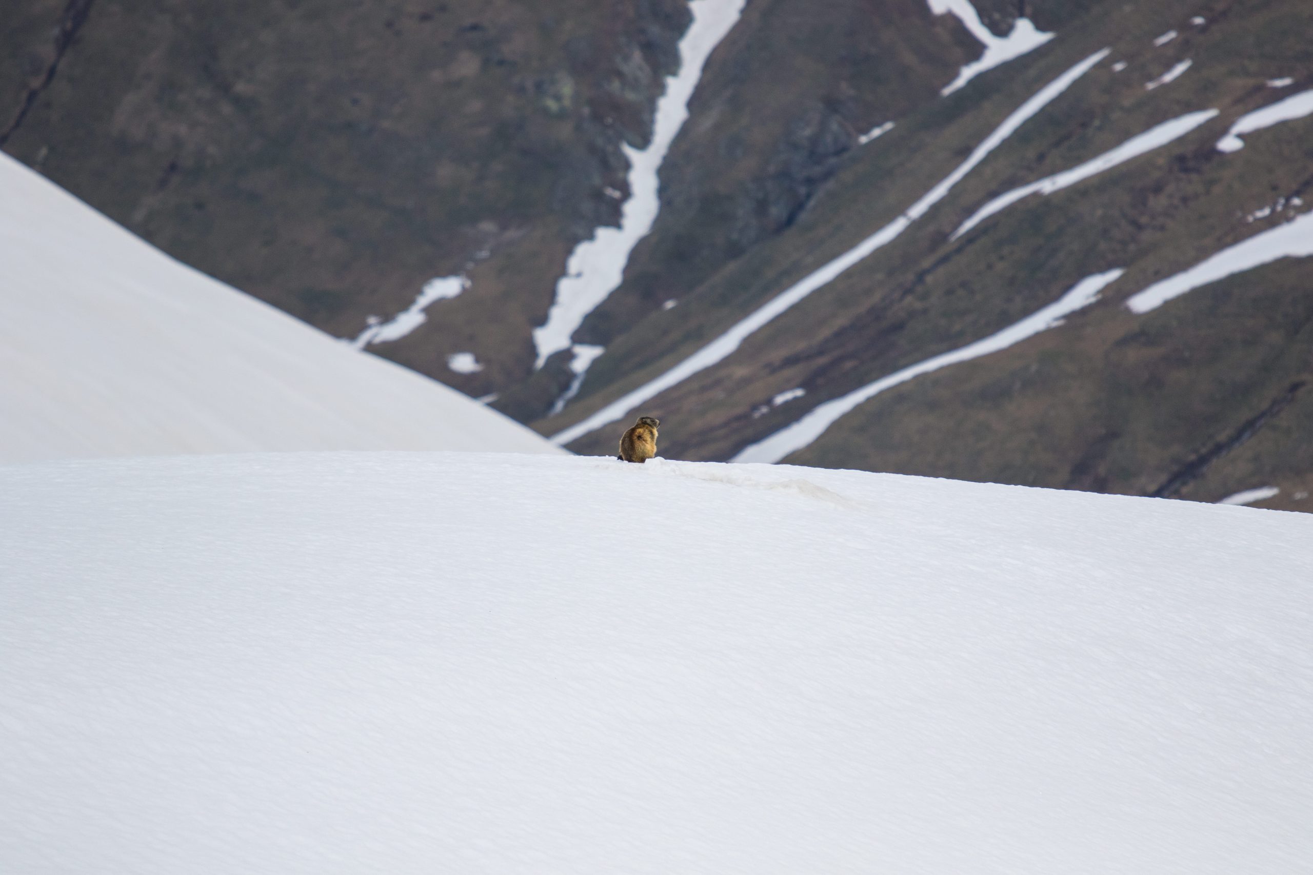 Marmotta nella neve