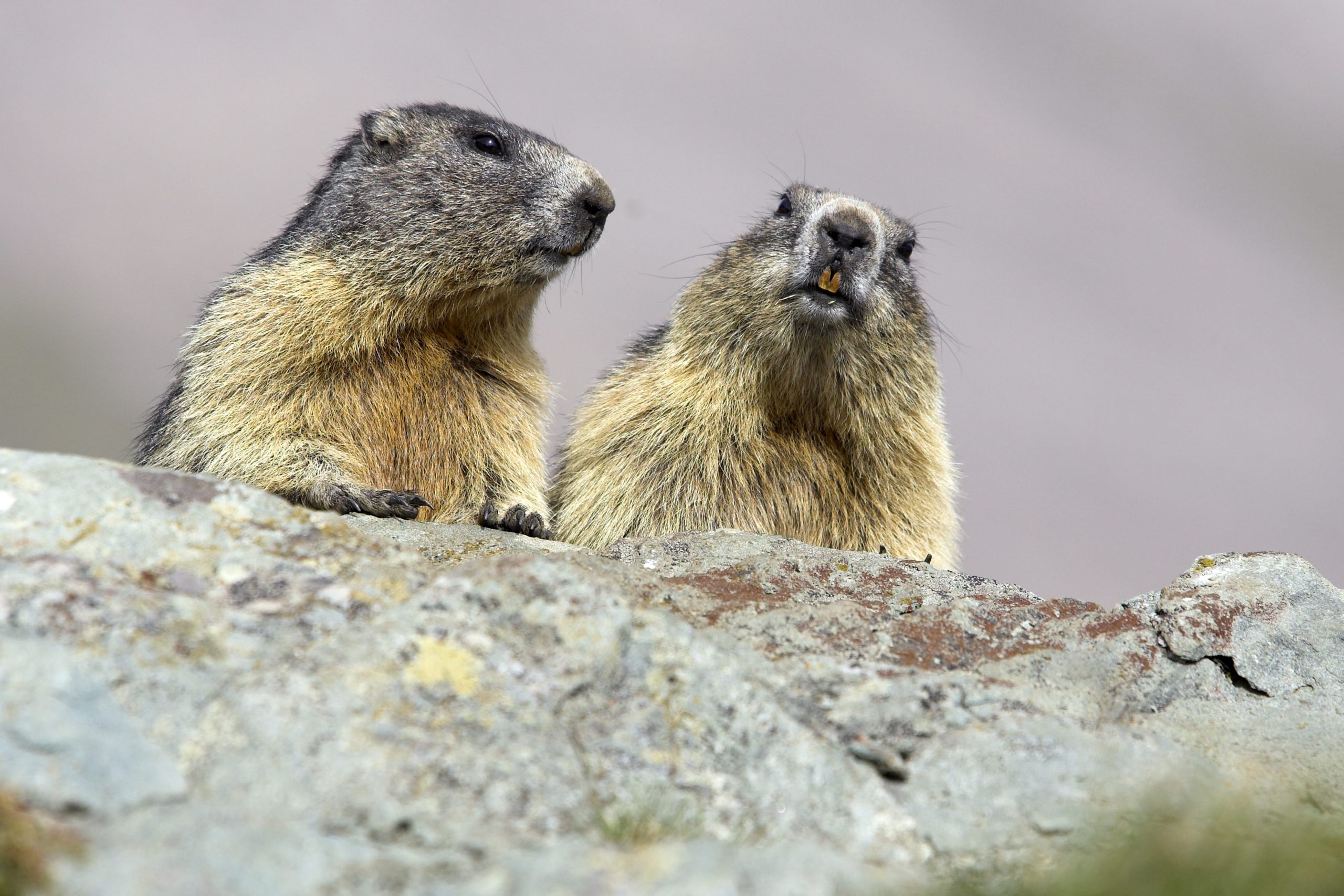 Alpenmurmeltiere