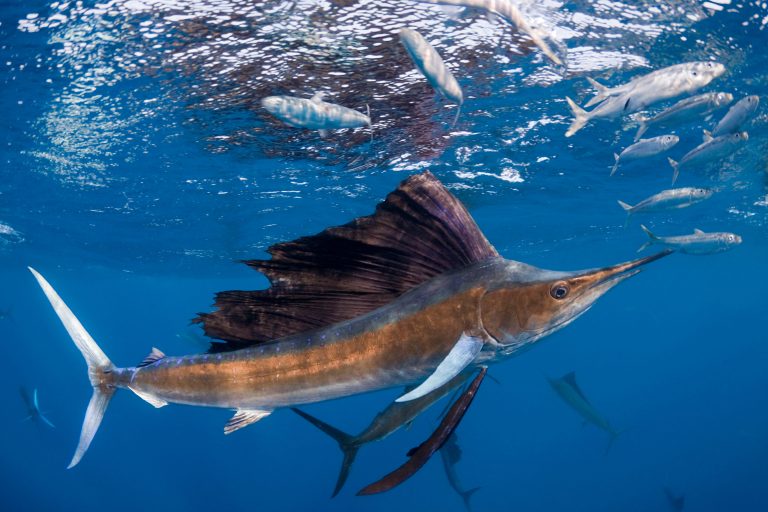 Pesce vela del Pacifico