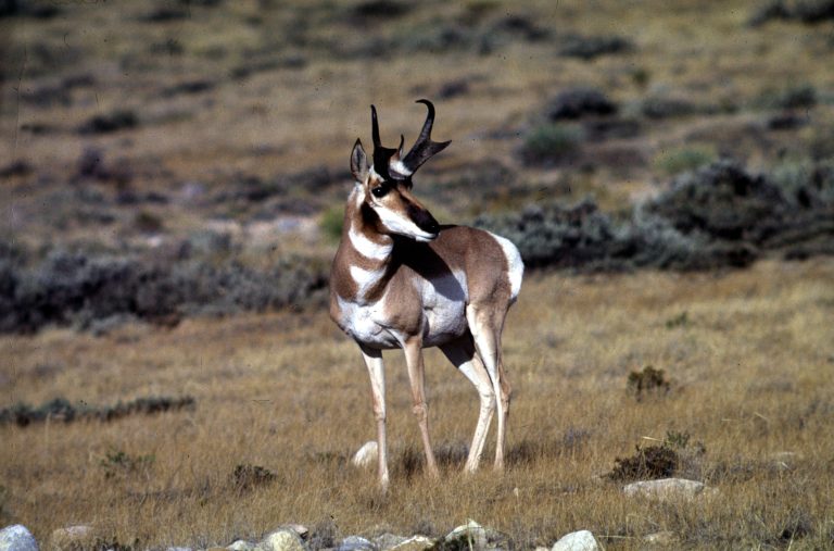 Antilope d'Amérique