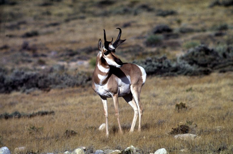 Antilocapra americana