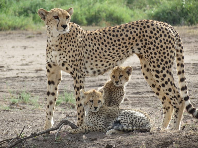 Une femelle guépard et ses deux petits