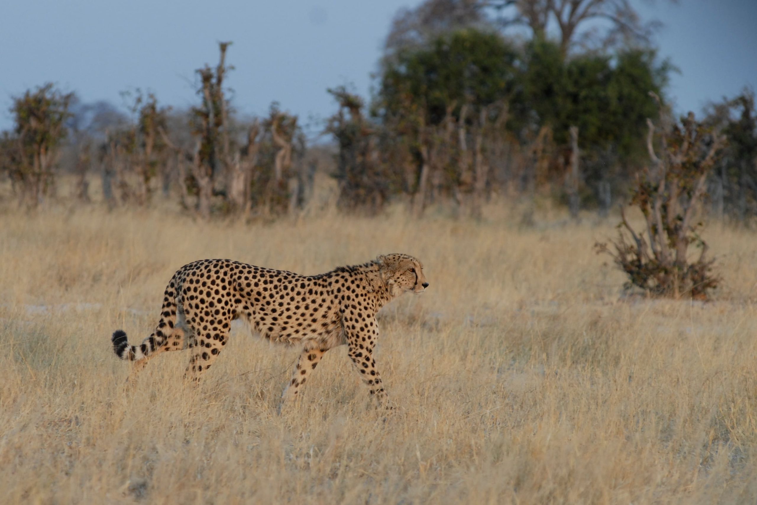 Guépard