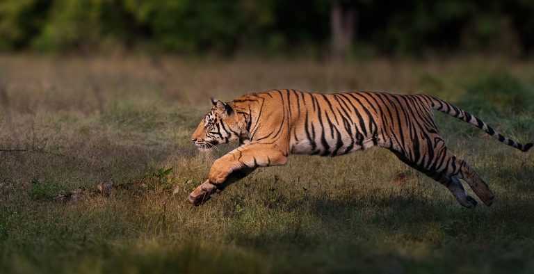 Springender Tiger
