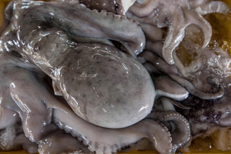 Kraken auf einem Markt