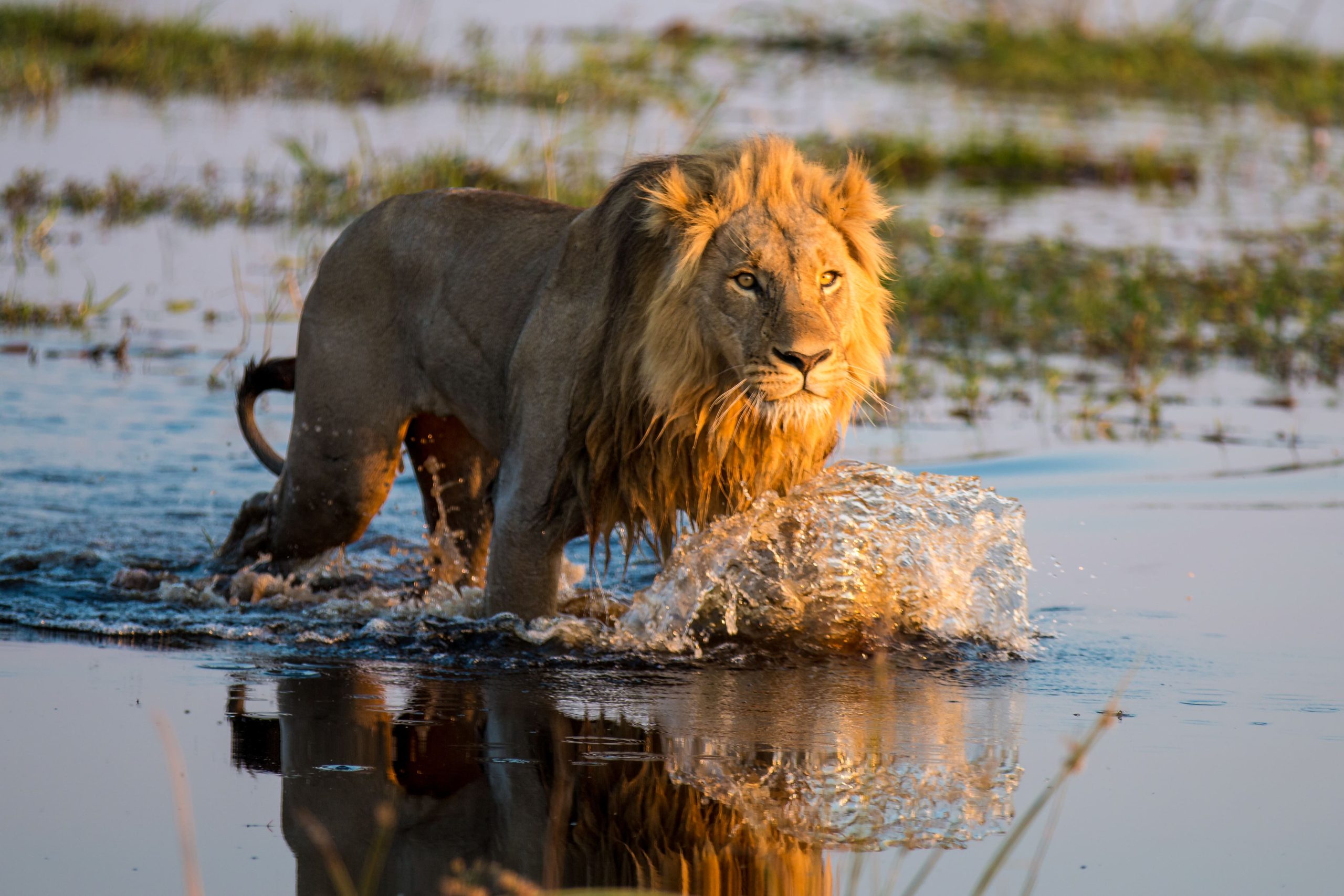 Leone in acqua