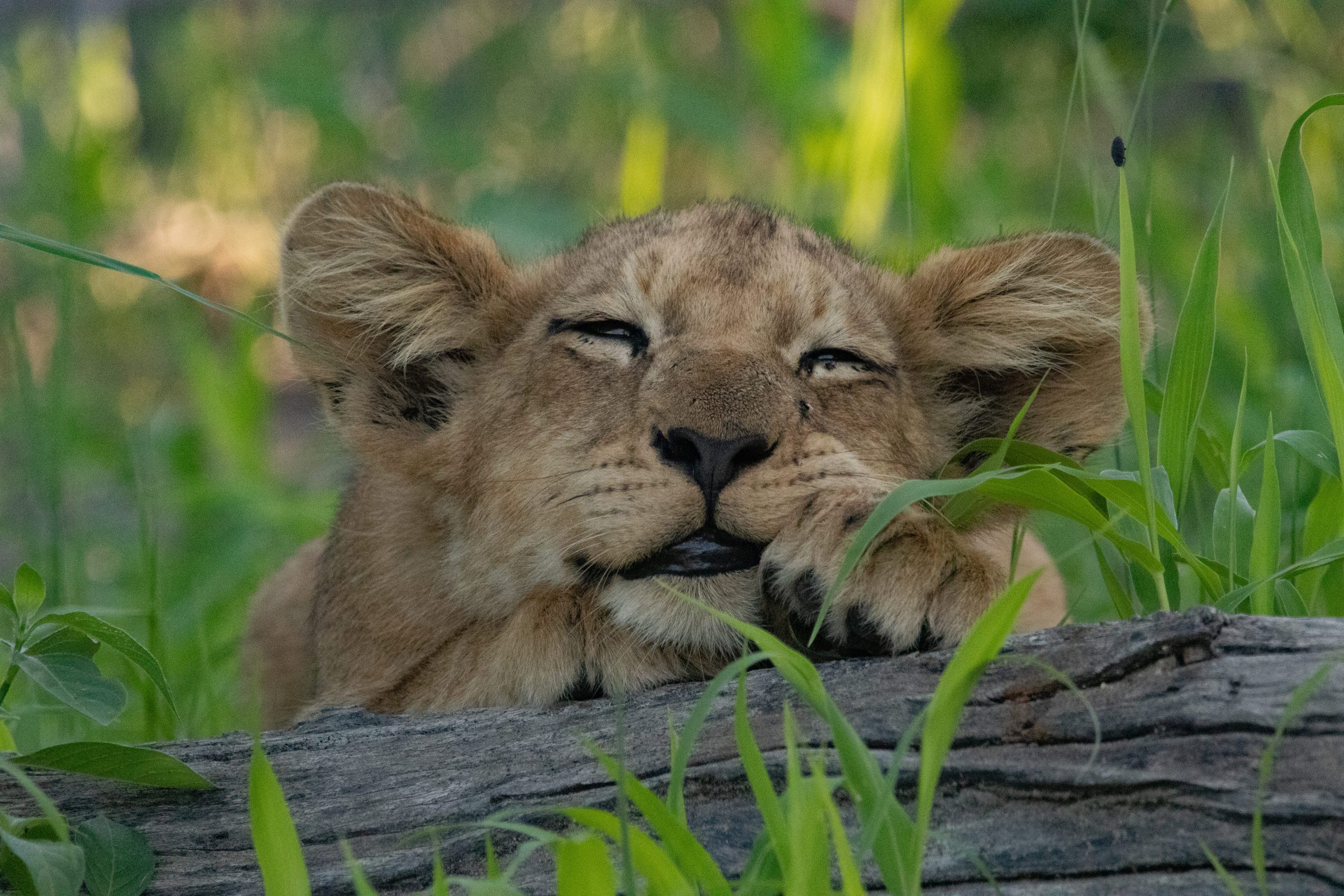 Cucciolo di leone che dorme