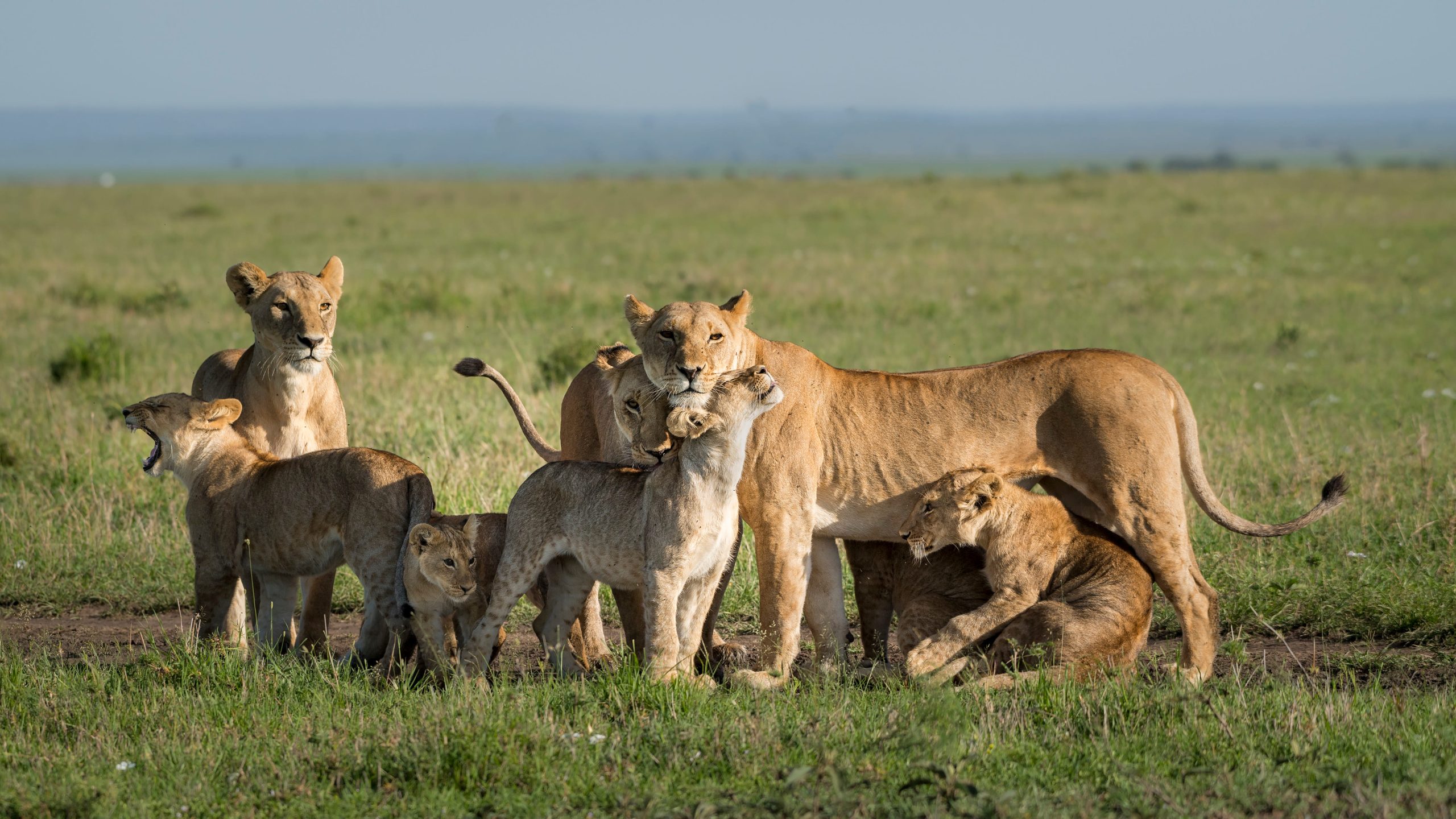 Un groupe de lions