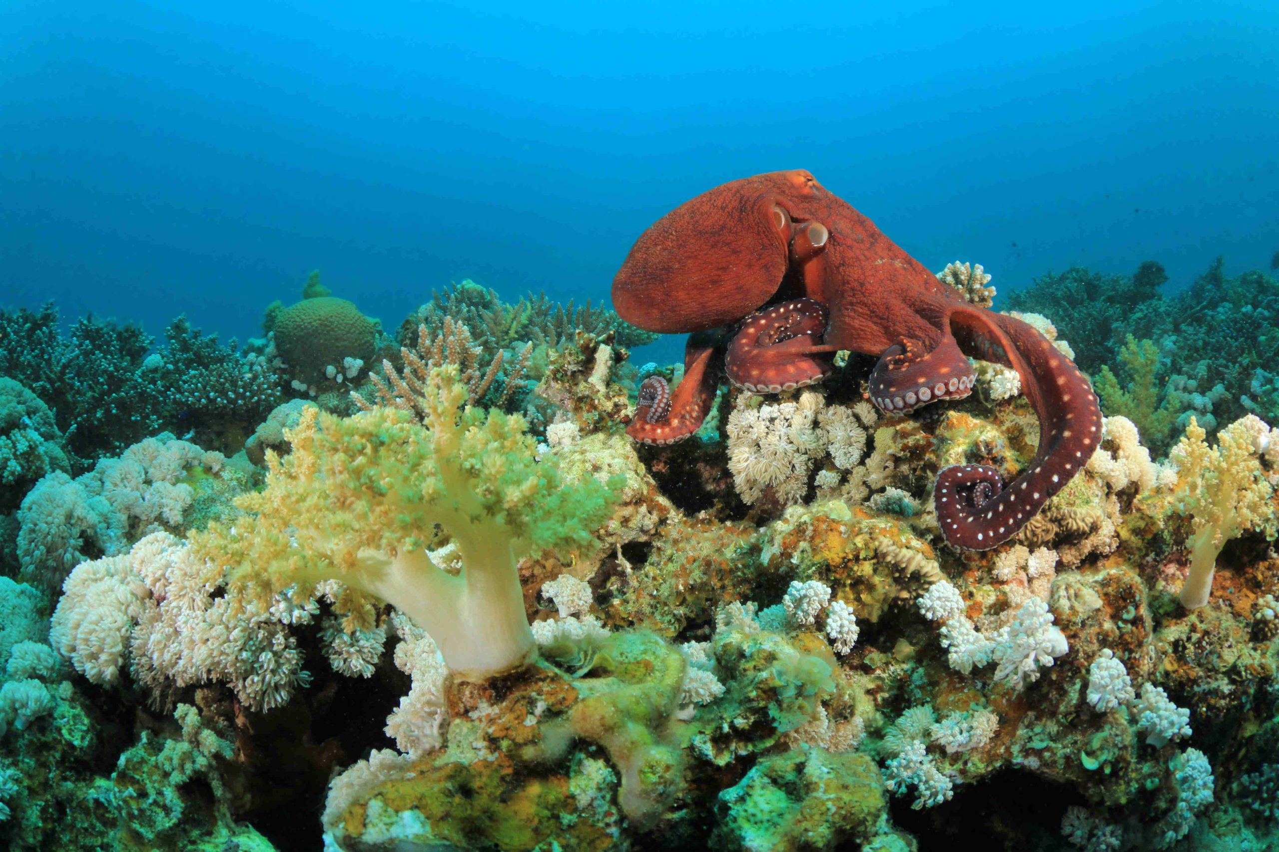Polpo indopacifico (Octopus cyanea)