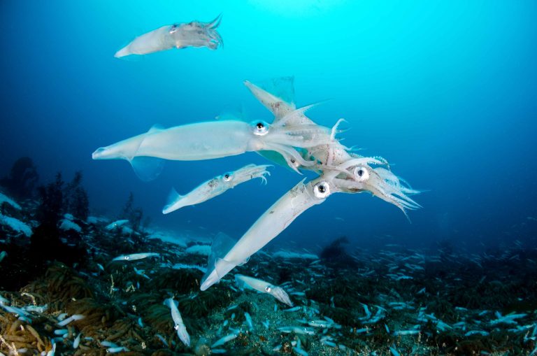 Pazifische Opal-Kalmare bei der Paarung