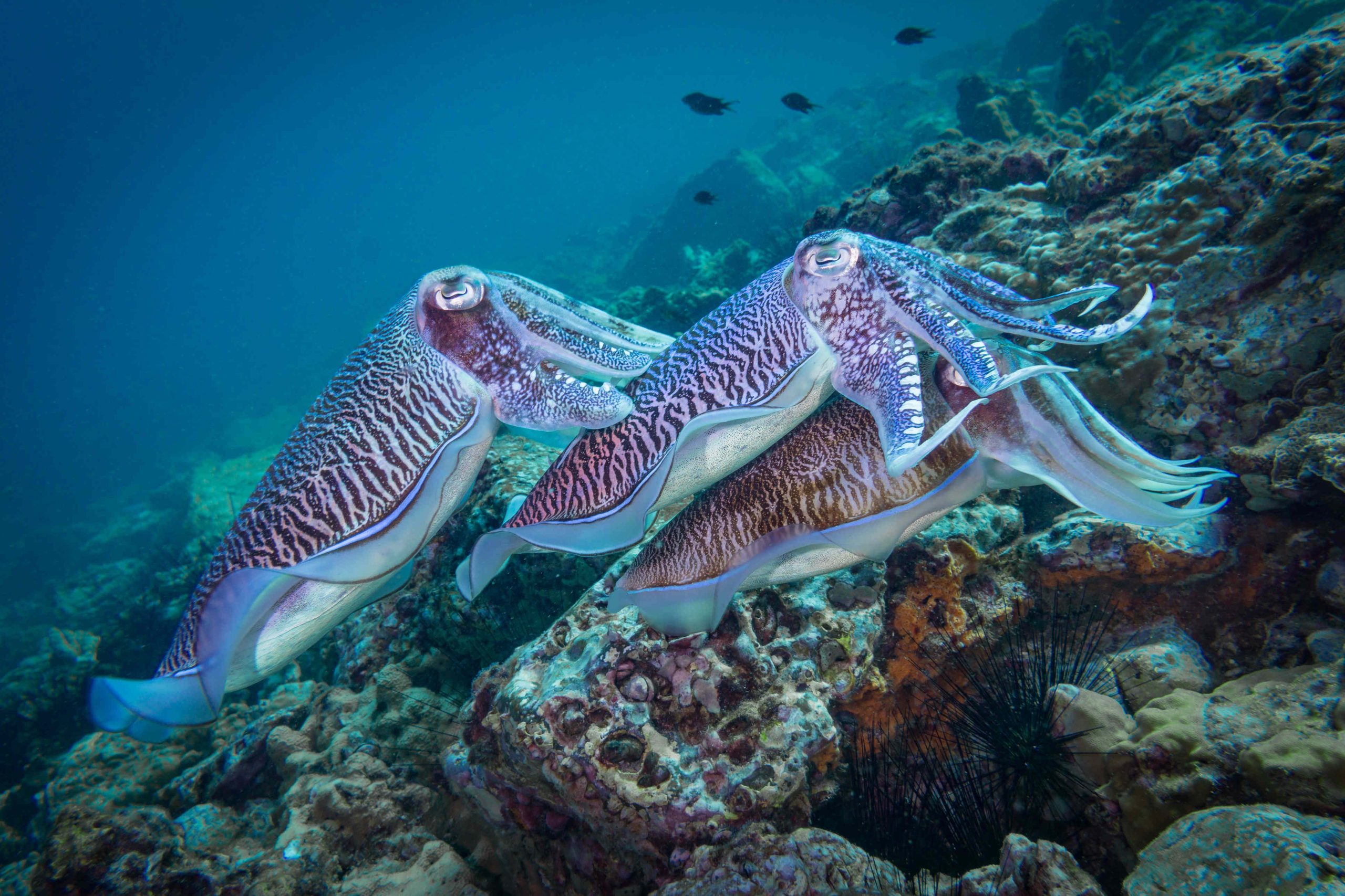 Un couple de Sepia pharaonis (espèce de seiche.) pendant l'accouplement.