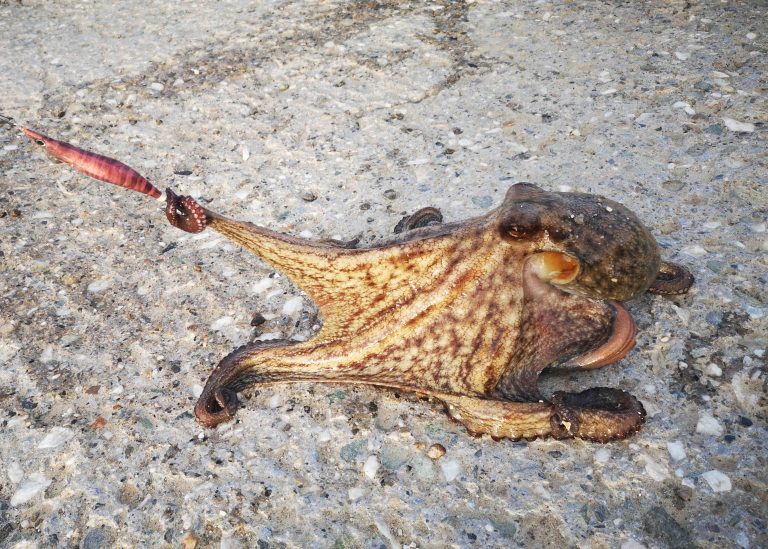 Krake auf der Jagd