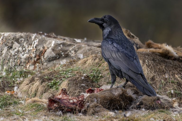 Grand corbeau sur un cadavre d'animal