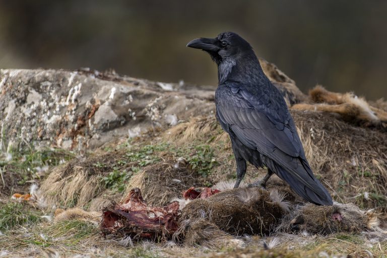 Kolkrabe auf Tierkadaver