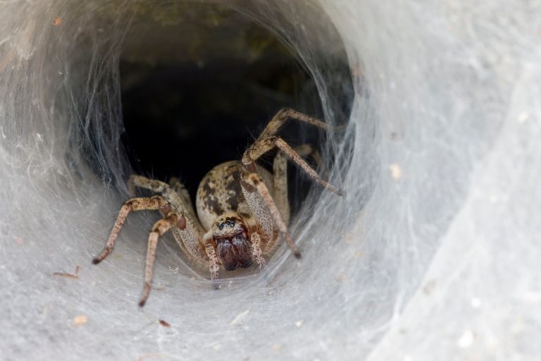 Labyrinthspinne in ihrem Netz