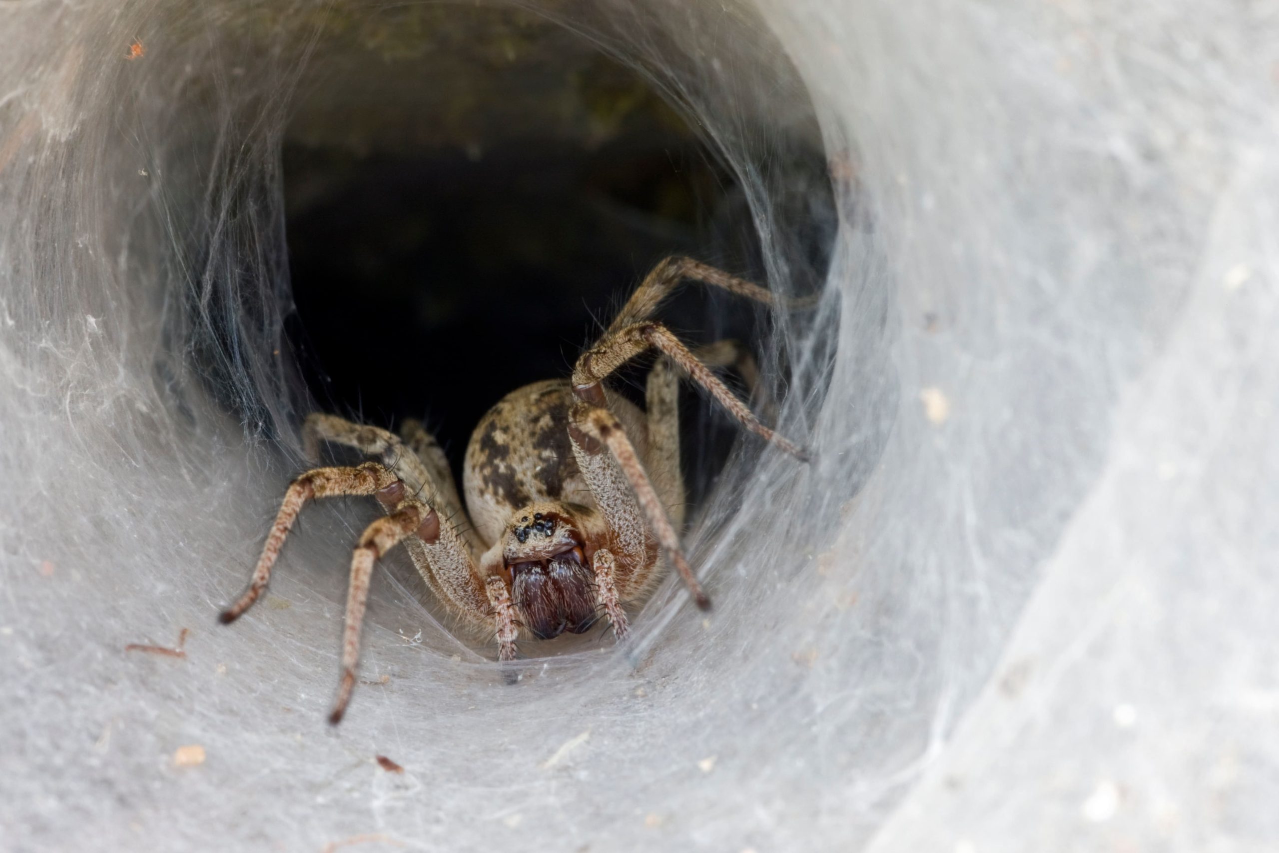 Agelena labyrinthica nella sua ragnatela