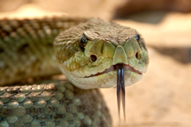 Serpent à sonnettes tirant la langue
