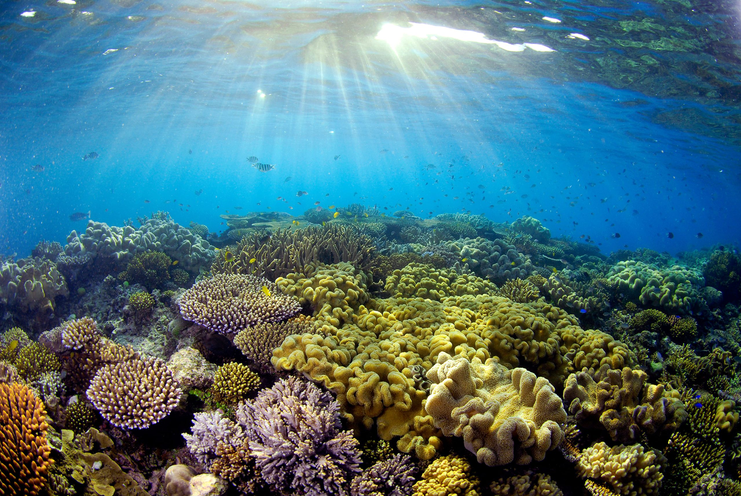 Korallen im Great Barrier Reef