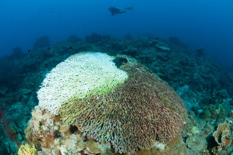 Teilweise ausgebleichte Koralle