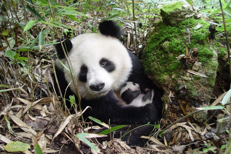 Un panda géant