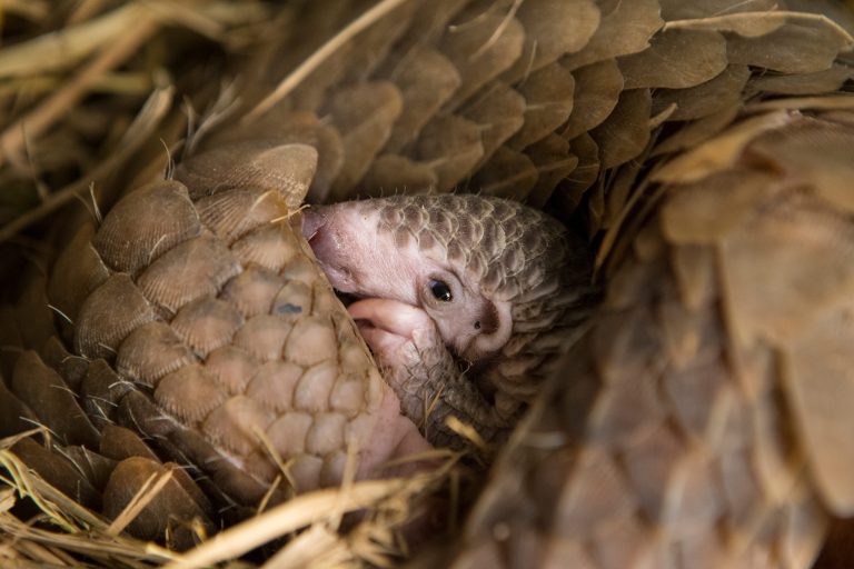 Un giovane pangolino del Borneo