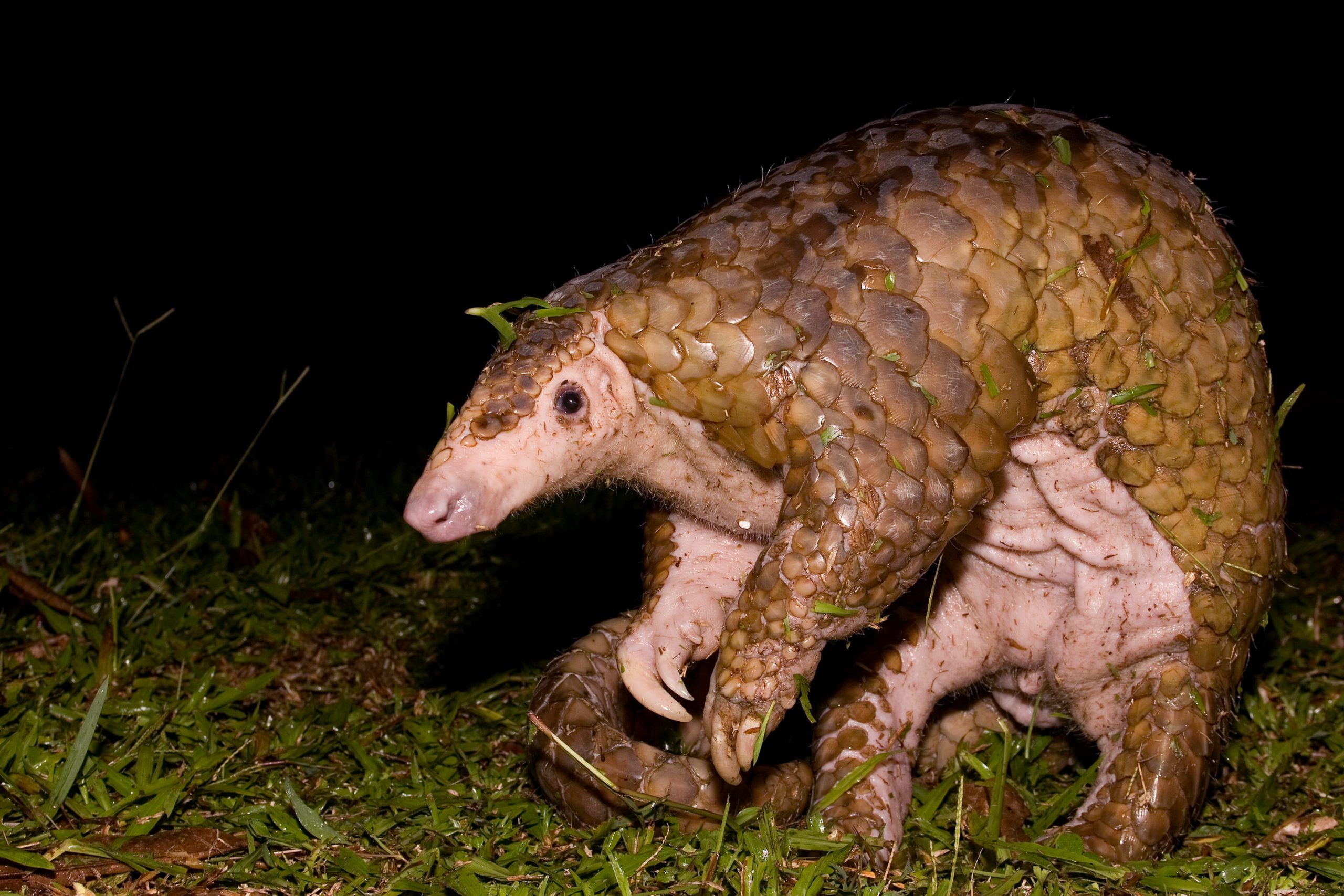 Pangolino del Borneo