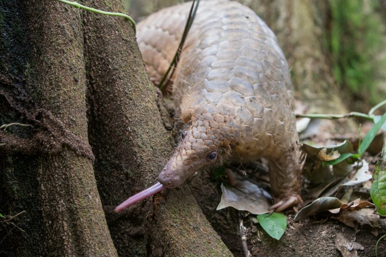 Pangolino del Borneo