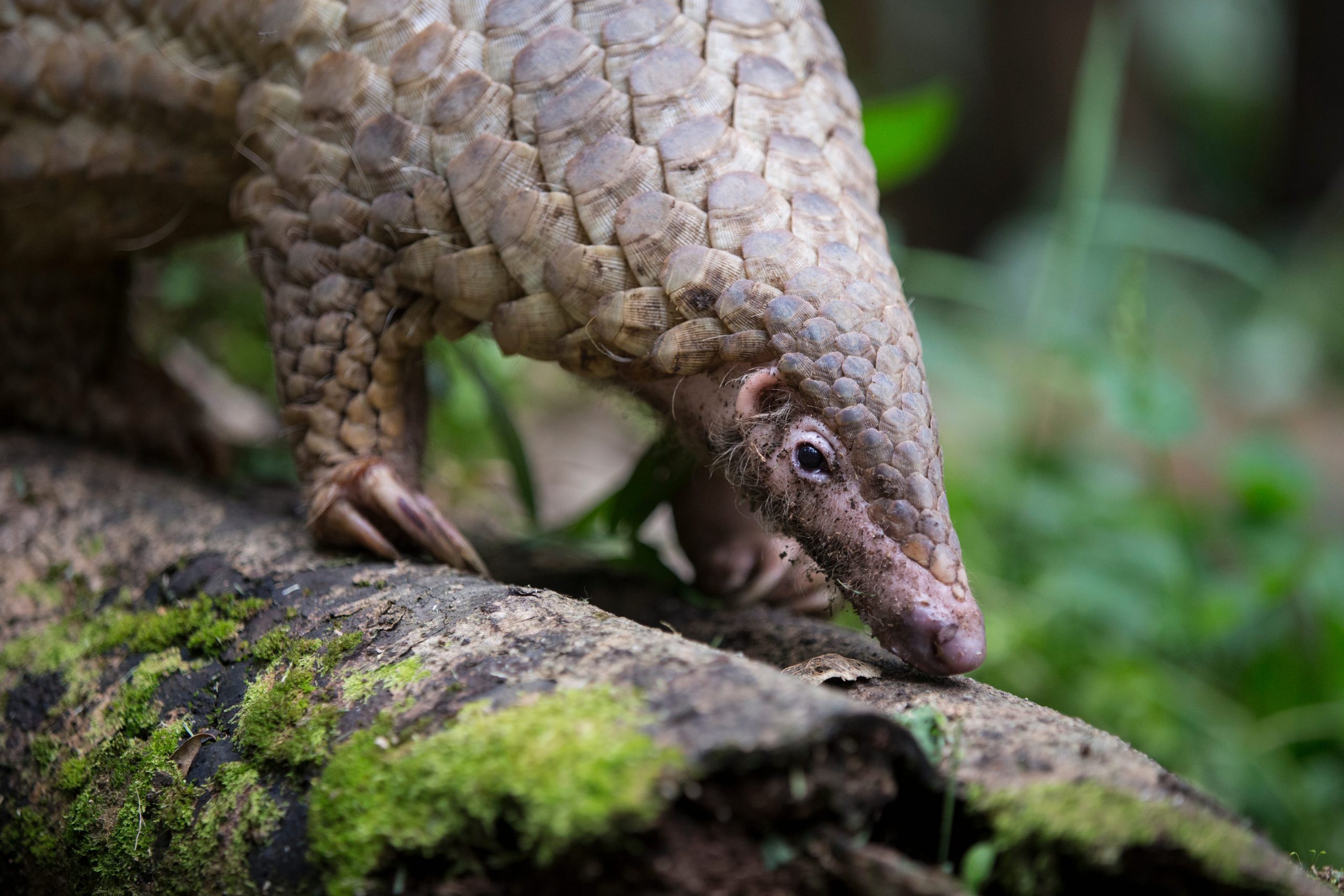 Un pangolin javanais ou pangolin malais