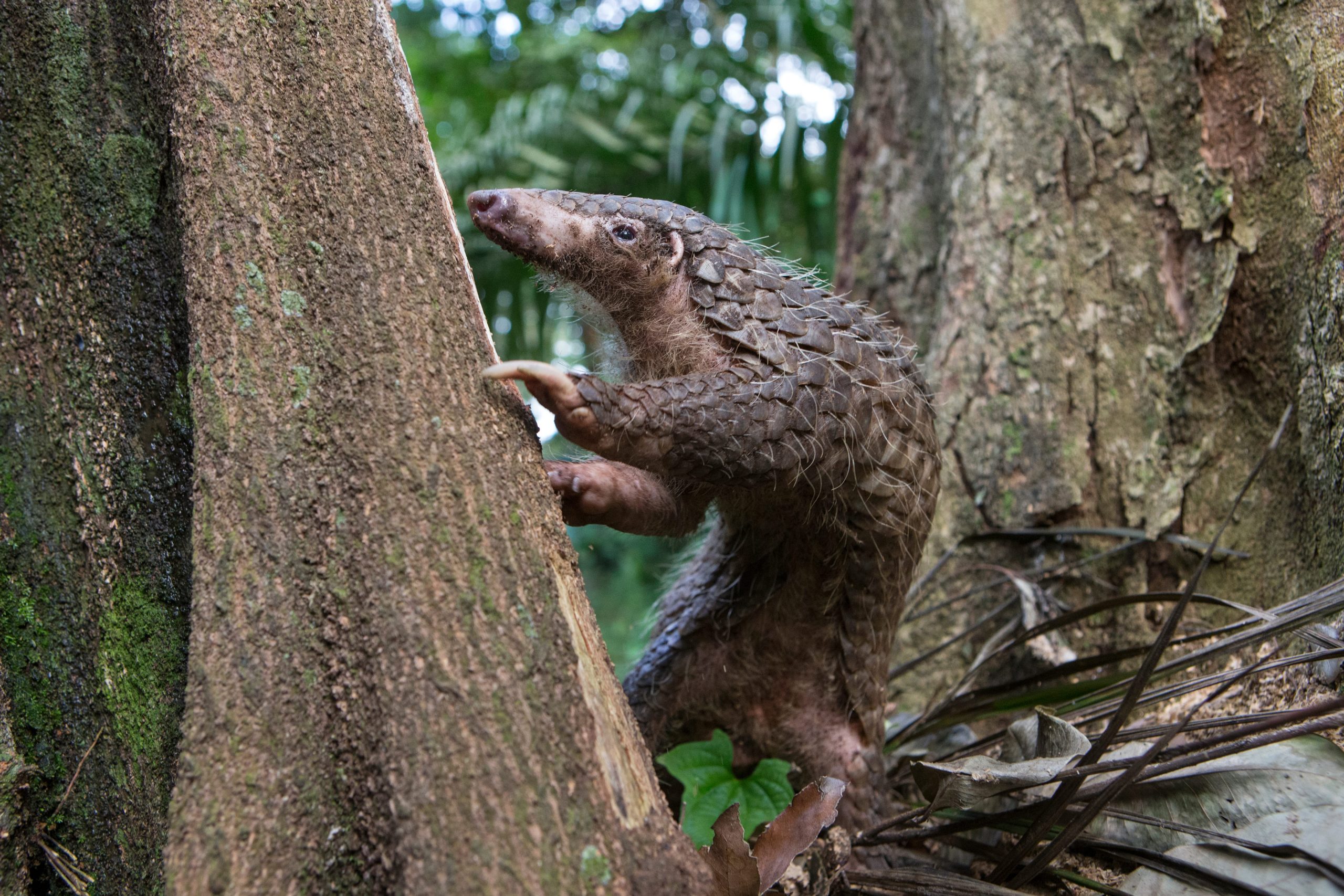 Pangolino del Borneo