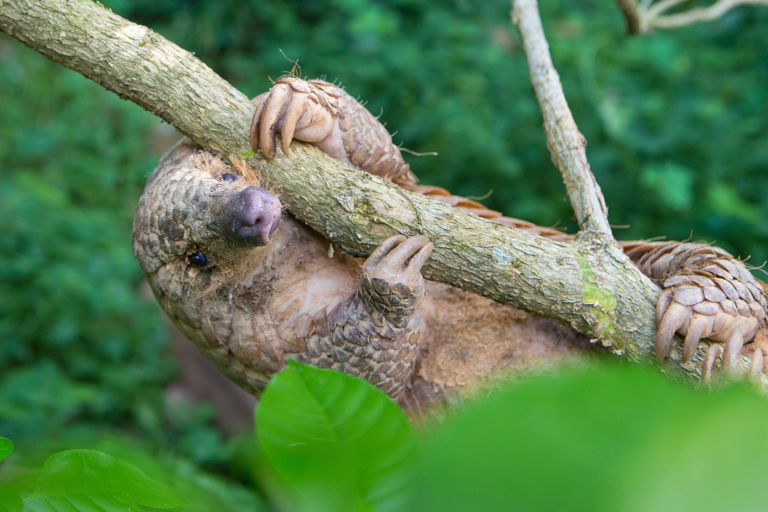 Un pangolin javanais ou pangolin malais