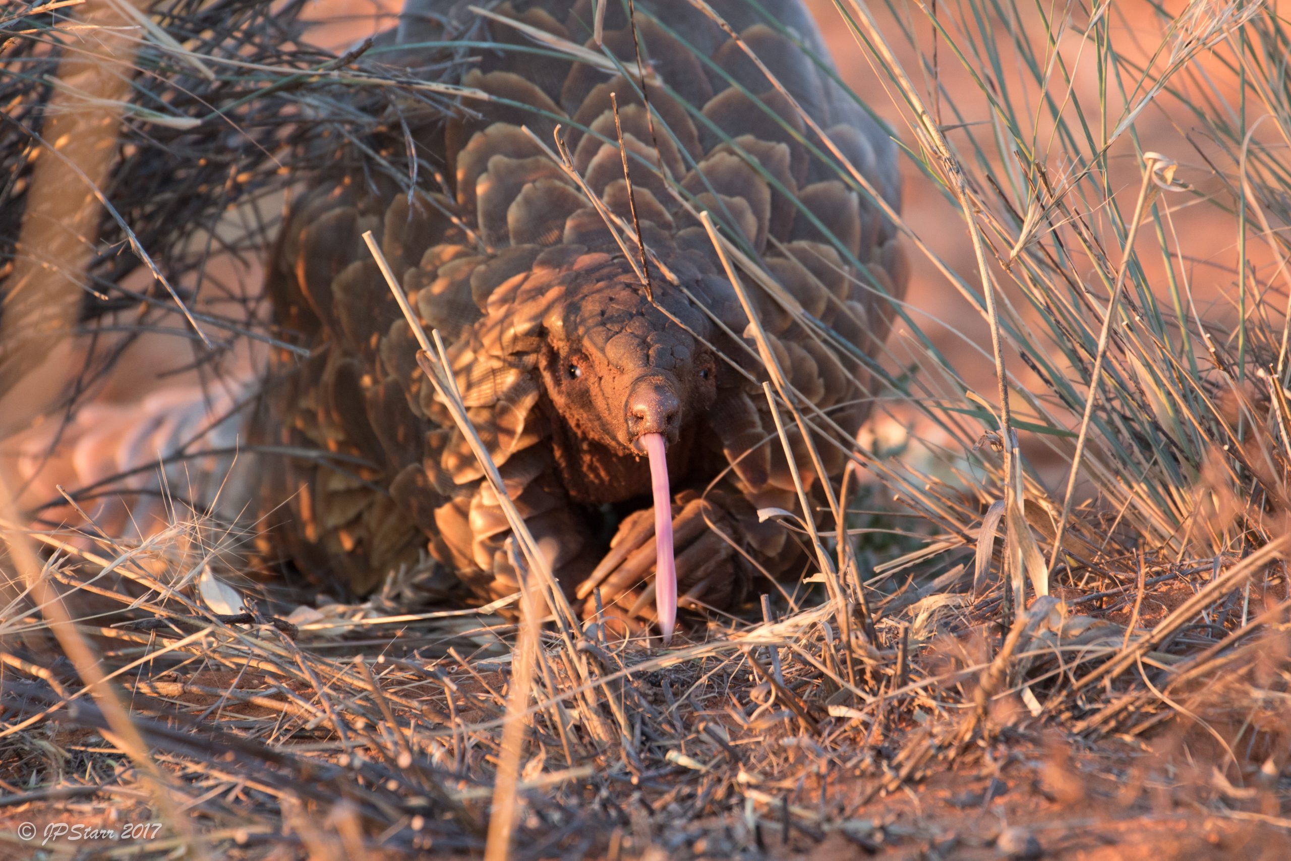 Un pangolin tire la langue