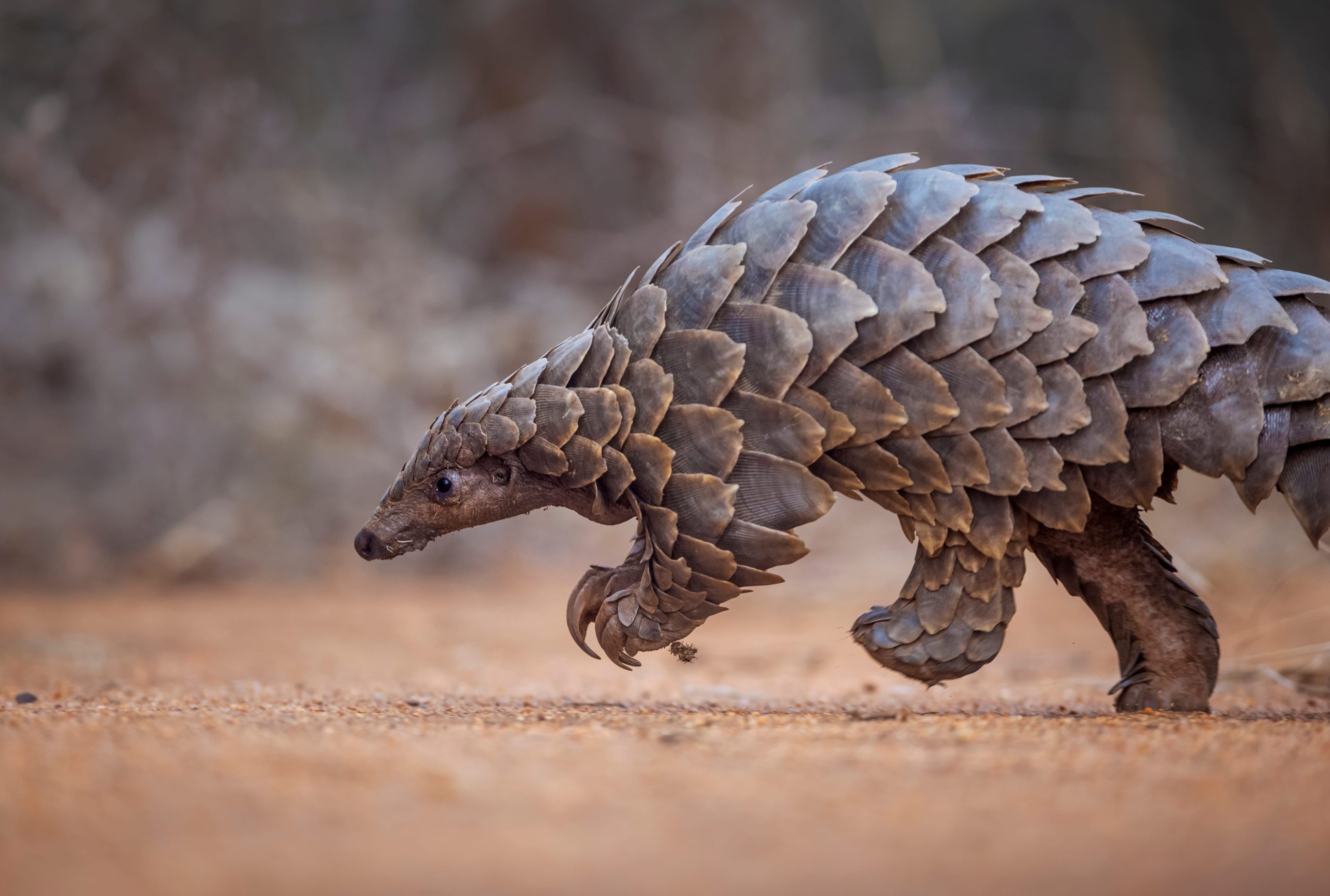 Pangolin